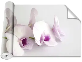 tapeta-okleina-biale-orchidee-416x254