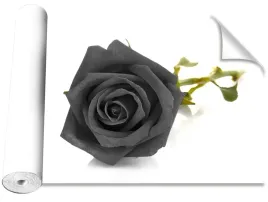 tapeta-okleina-magicstick-czarna-roza-416x254
