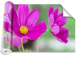 tapeta-okleina-magicstick-kwiaty-kosmos-416x254