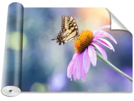 tapeta-okleina-echinacea-motyl-416x254