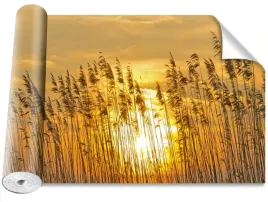 tapeta-okleina-magicstick-trzcina-pole-416x254