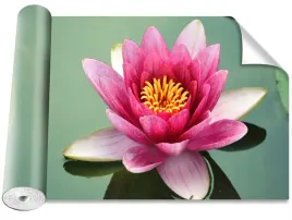 tapeta-okleina-magicstick-kwiat-lotosu-416x254