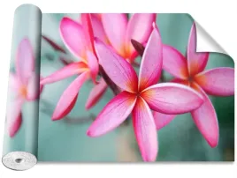 tapeta-okleina-plumeria-rozowy-416x254