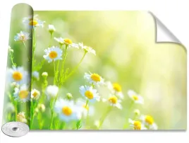 tapeta-okleina-magicstick-stokrotki-416x254
