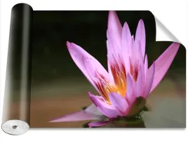 tapeta-okleina-magicstick-staw-lotos-416x254