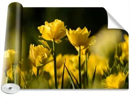 tapeta-okleina-tulipan-zolty-416x254