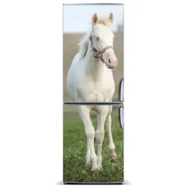 foto-magnes-na-lodowke-kon-albinos-60x180