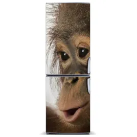 naklejka-magnes-na-lodowke-mlody-orangutan-60x180