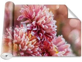 fototapeta-samoprzylepna-aster-lod-rozowy-416x254