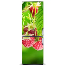 fototapeta-magnesowa-na-lodowke-maliny-na-krzaku