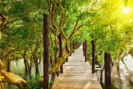 fototapeta-lateks-na-wymiar-drzewa-namorzyny