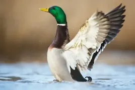 fototapeta-lateks-na-wymiar-dzika-kaczka-ptaki