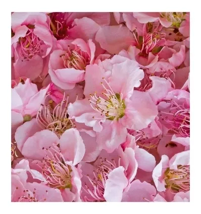 yodeyma-sexy-rose-100-ml-perfumy-stan-nowy