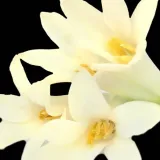 yodeyma-lis-100-ml-perfumy-rodzaj-woda-perfumowana