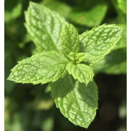 yodeyma-mint-ocean-100-ml-perfumy-marka-yodeyma