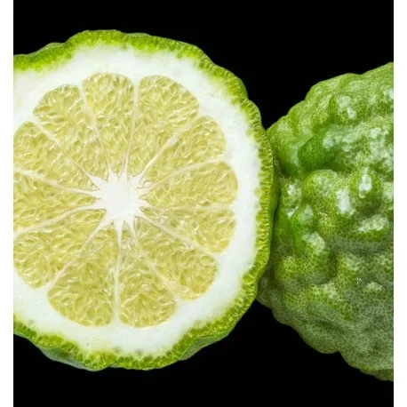 yodeyma-caribbean-100-ml-perfumy-marka-yodeyma