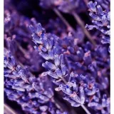 yodeyma-instint-100-ml-perfumy-pojemnosc-opakowania-100-ml