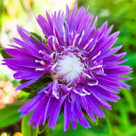 stokezja-gladka-amethyst-piekne-duze-fioletowe-jesienne-kwiaty-rarytas