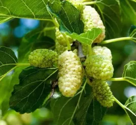 morwa-biala-slodkie-owoce-jadalne-liscie-lecznicze-sadzonka-p9