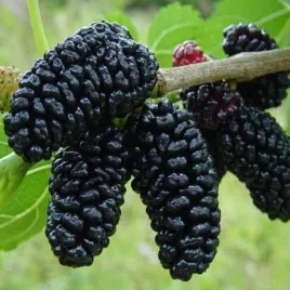morwa-czarna-bardzo-smaczne-zdrowe-owoce-deserowe-odporna-sadzonka-p9