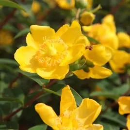 dziurawiec-hidcote-zlote-kwiaty-mega-plon-barw-latwy-sadzonka-p9