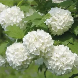 kalina-roseum-wytrzymaly-krzew-ozdobny-biale-kwiaty-sadzonka-p9