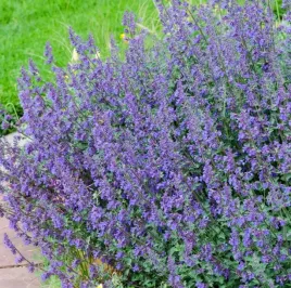 kocimietka-six-hills-giant-gesta-kepa-dlugu-kwitnie-wytrzymala-sadzonka-p9