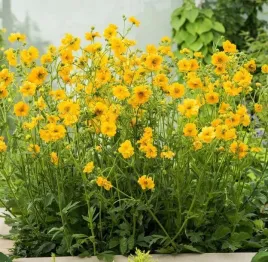 kuklik-geum-lady-stratheden-intensywnie-zolty-gesta-bylina-sadzonka-p9