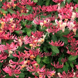 wiciokrzew-purpurea-pachnace-pnacze-purpurowe-liscie-sadzonka-p9