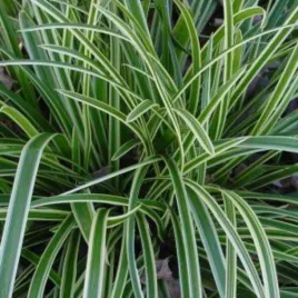 turzyca-ice-dance-rozjasniajaca-trawa-do-cienia-biale-brzegi-sadzonka-p9