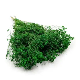 suszony-broom-bloom-zarnowiec-zielony