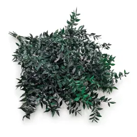 ruskus-stabilizowany-ruscus-zielony