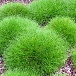 festuca-kostrzewa-gautieri-pic-carlit-1-szt-doniczka-c2