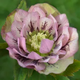ciemiernik-wschodni-double-ellen-spotted-pink-sadzonki-rozowy-pelny
