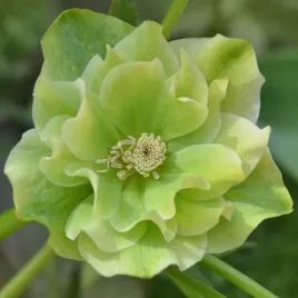 ciemiernik-wschodni-double-ellen-green-sadzonki-zielony-pelny