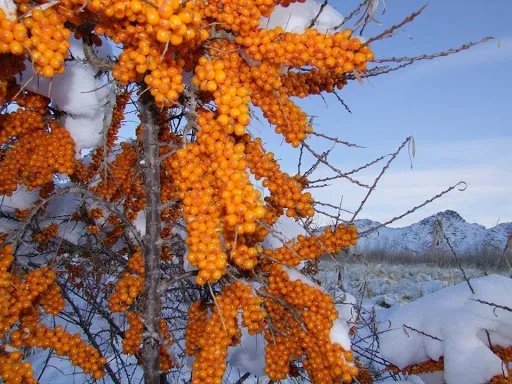 olej-z-rokitnika-aram-100-ml-marka-aram