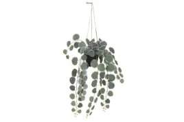 livarno-home-ceropegia-sztuczny-kwiat-w-doniczce-roslina-dekoracja-8-g-988