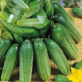 ogorek-marcel-nasiona-5-g-128