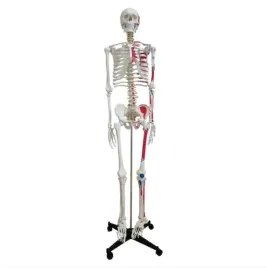 szkielet-czlowieka-180-cm-3801-medyczny-eu