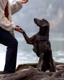 joytale-szelki-dla-psa-rozm-s-stan-nowy