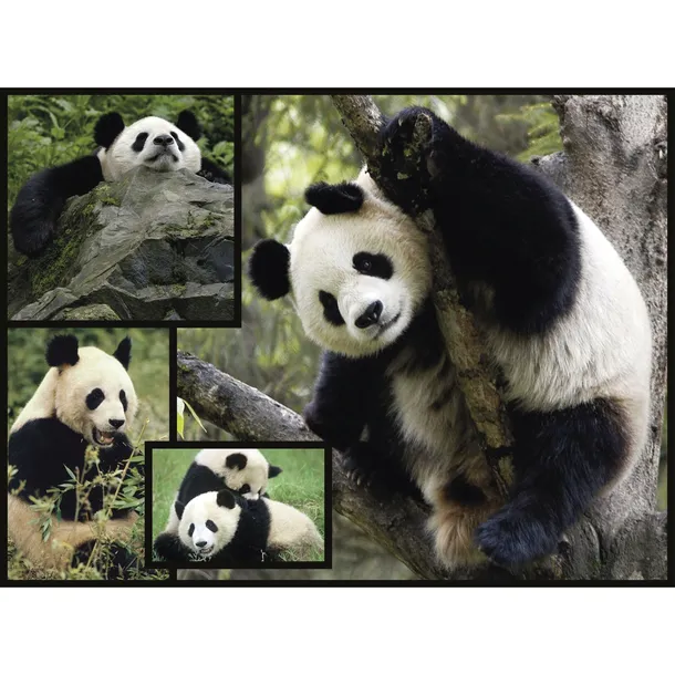 ambassador-pandas-1000-pieces