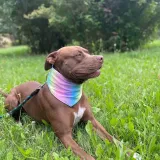 bandana-chlodzaca-dla-psa-malego-chusta-becool-s-rozmiar-s