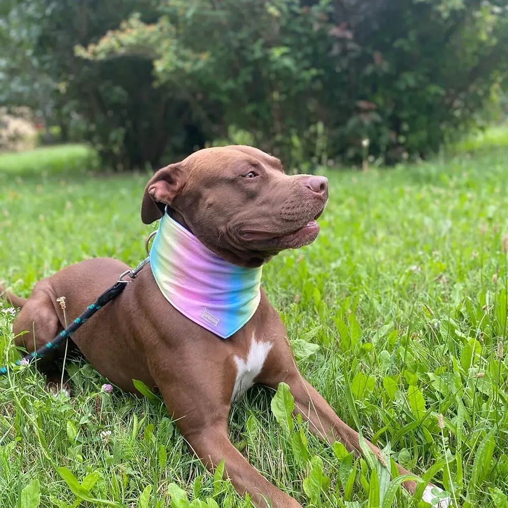 bandana-chlodzaca-dla-psa-malego-chusta-becool-s-stan-nowy
