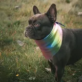 bandana-chlodzaca-dla-psa-malego-chusta-becool-s-wzor-ombre