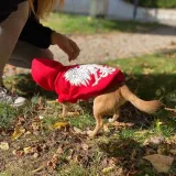 bluza-dla-psa-orzelek-czerwony-s-kolor-czerwony