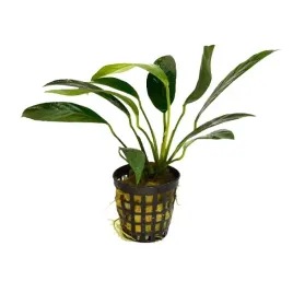 anubias-lanceolata-f-roslina-do-akwarium-na-korzen-kamien-ozdoby-koszyk