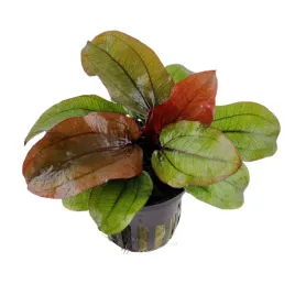 echinodorus-reni-koszyk-roslina-do-akwarium