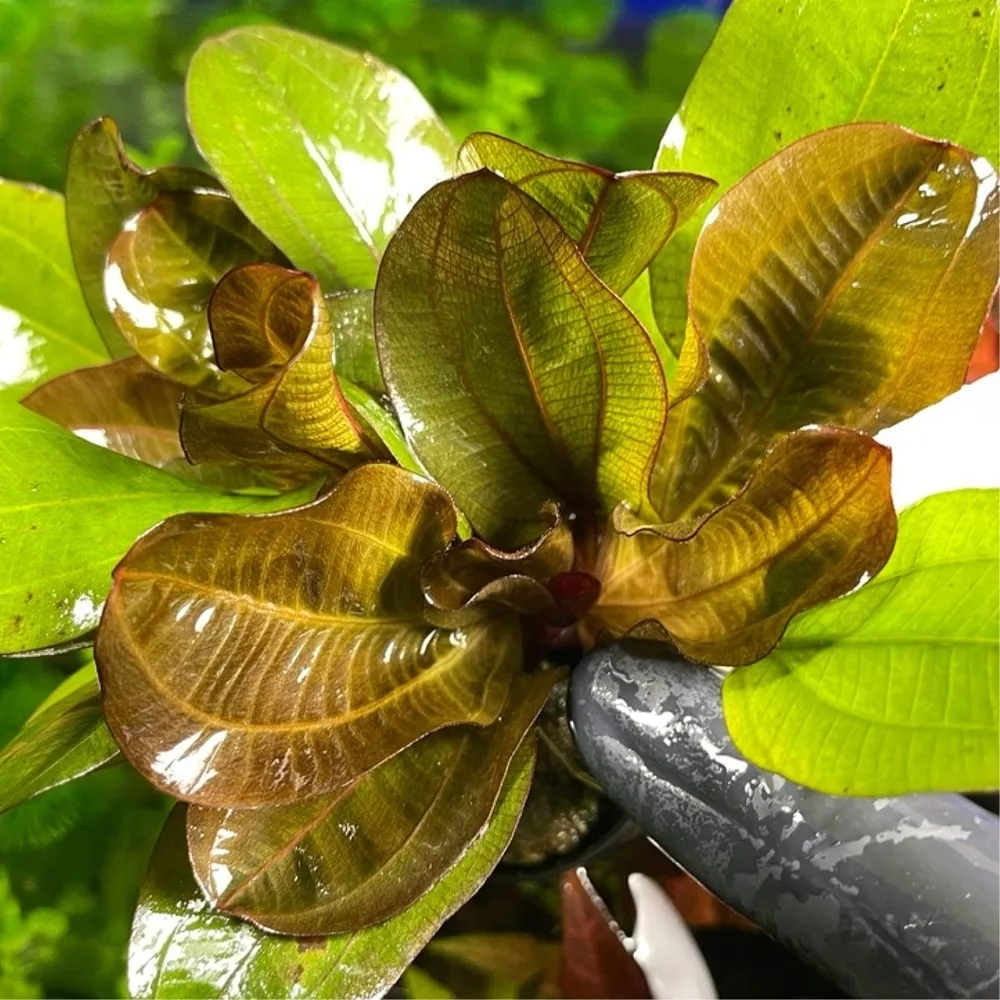 echinodorus-reni-koszyk-roslina-do-akwarium