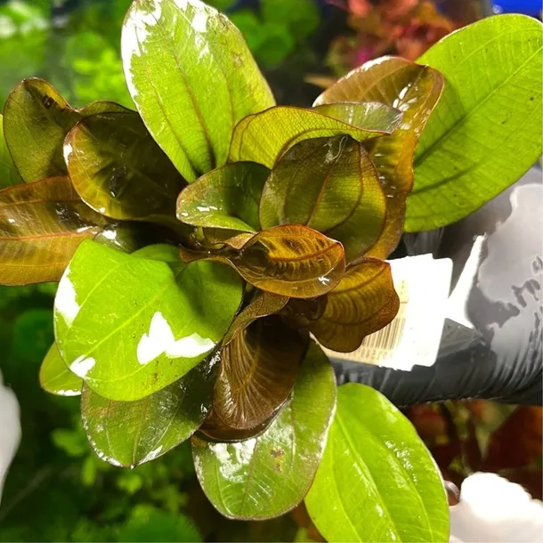 echinodorus-reni-koszyk-roslina-do-akwarium-wysokosc-minimalna-10-cm