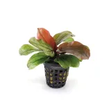 echinodorus-reni-koszyk-roslina-do-akwarium-kod-producenta-plt-1038107